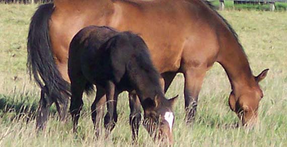 Warmblood Foals